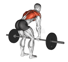 Bent Over Row demonstration