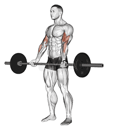 Barbell Curl demonstration