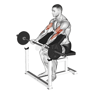 Preacher Curl demonstration