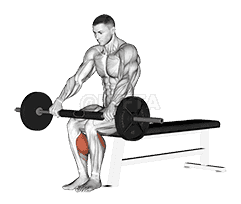 Seated Calf Raise demonstration