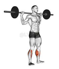 Barbell Standing Rocking Leg Calf Raise demonstration