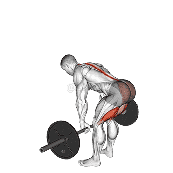 Straight Leg Deadlift demonstration