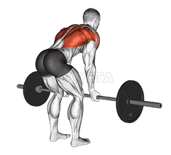 Reverse Grip Bent over Row demonstration