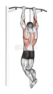 Brachialis Pull-up demonstration