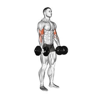 Biceps Curl demonstration