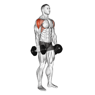 Lateral Raise demonstration