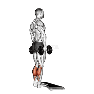 Standing Calf Raise demonstration