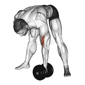 Standing Concentration Curl demonstration