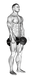 Dumbbell Stiff Leg Deadlift demonstration