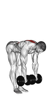 Dumbbell Straight Leg Deadlift demonstration