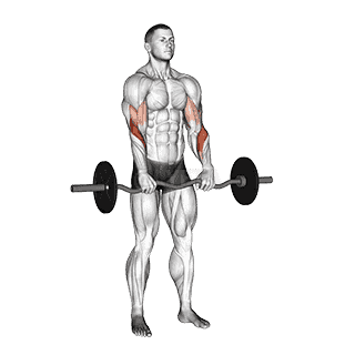 EZ Barbell Reverse Grip Curl demonstration