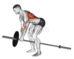 Lever Bent over Row demonstration