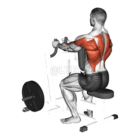 Lever Narrow Grip Seated Row demonstration