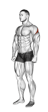 Rear Deltoid Stretch demonstration