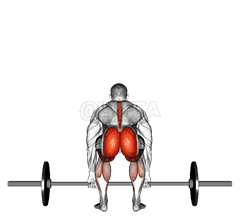 Barbell Deadlift back view demonstration