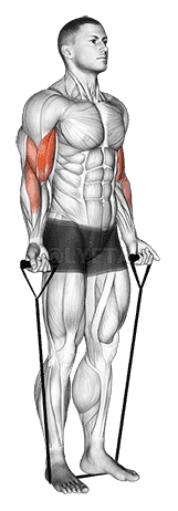 Band alternating biceps curl demonstration