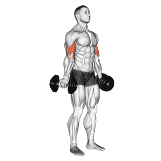 Standing Inner Biceps Curl demonstration