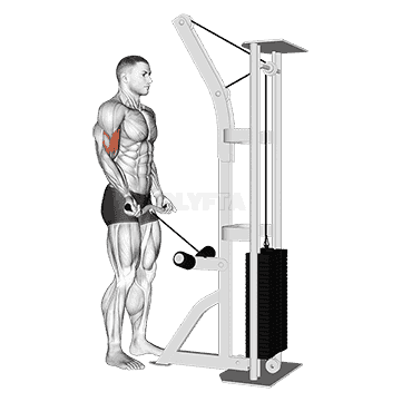 Biceps Curl demonstration