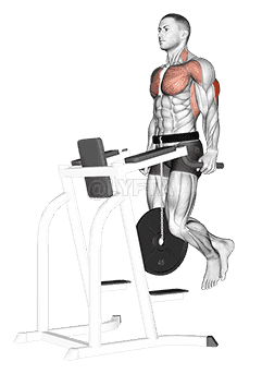 Weighted Tricep Dips demonstration