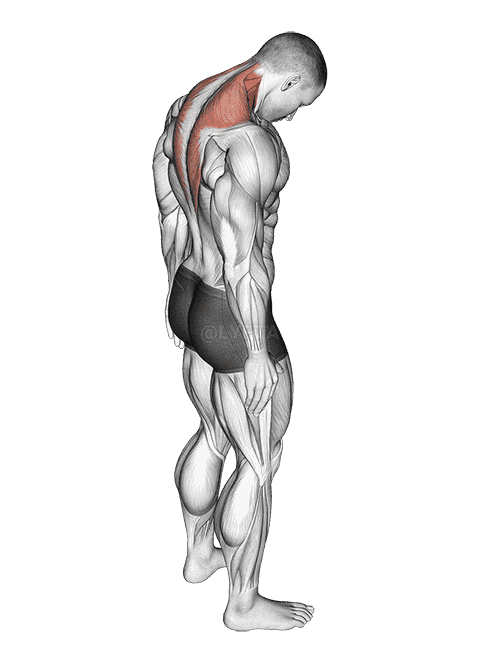 Forward Flexion Neck Stretch demonstration