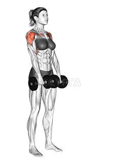 Dumbbell Front Raise demonstration