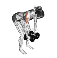 Dumbbell Rear Delt Fly demonstration