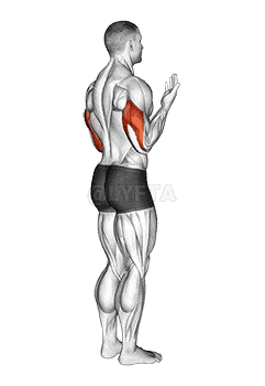 Elbow - Extension - Articulations demonstration