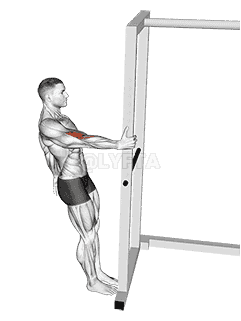 Bodyweight Standing Biceps Curl demonstration