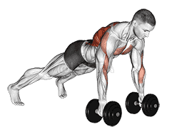 Dumbbell Renegade Row demonstration