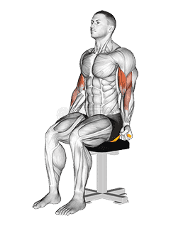 Resistance Band Seated Biceps Curl demonstration