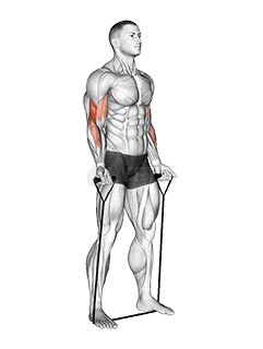 Band Biceps Curl demonstration