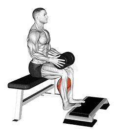 Weighted Seated Calf Raise demonstration