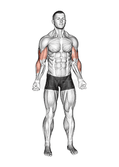 Bodyweight Standing Biceps Curl demonstration