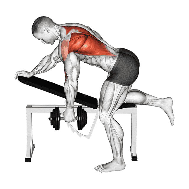 Dumbbell Bent over Single Arm Row demonstration