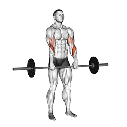 Standing Reverse Grip Curl exercise demonstration for Forearms, Barbell