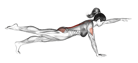 Bird Dog exercise demonstration for Waist, Body weight