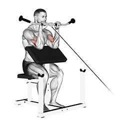 Reverse Preacher Curl exercise demonstration for Forearms, Cable
