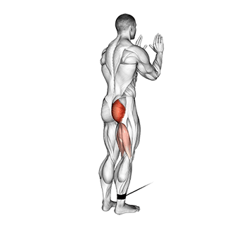 Standing Hip Extension exercise demonstration for Hips, Cable