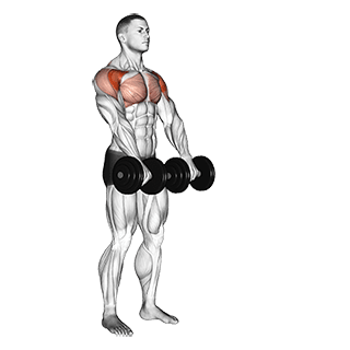 Front Raise exercise demonstration for Shoulders, Dumbbell