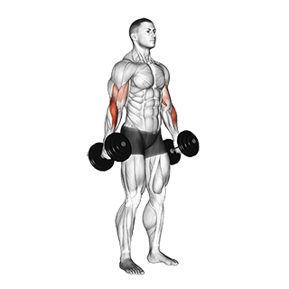 Dumbbell Hammer Curl exercise demonstration for Biceps, and Upper Arms, Dumbbell