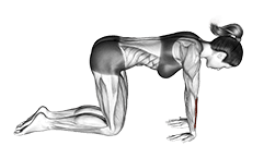 Kneeling Wrist Flexor Stretch exercise demonstration for Forearms, Body weight