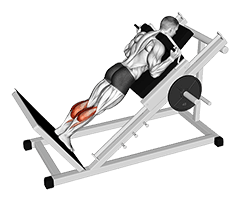 Sled Forward Angled Calf Raise exercise demonstration for Calves, Sled machine