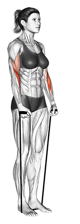 Band hammer curl exercise demonstration for Forearms, Band