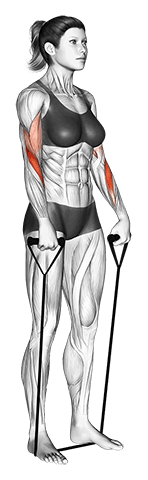 Band reverse curl exercise demonstration for Forearms, Band