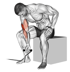 Band concentration curl exercise demonstration for Biceps, and Upper Arms, Band