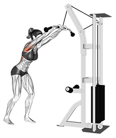 Cable straight arm pulldown exercise demonstration for Back, Cable