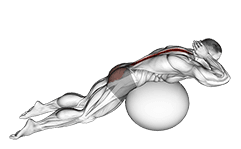 Exercise Ball Back Extension With Hands Behind Head exercise demonstration for Back, Stability ball