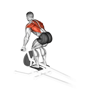 Lever T-Bar Reverse Grip Row exercise demonstration for Back, Leverage machine