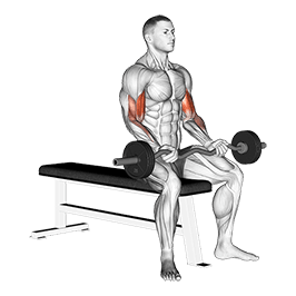 Seated Curls exercise demonstration for Biceps, and Upper Arms, EZ Barbell