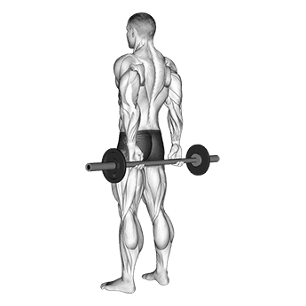 Behind Back Finger Curl exercise demonstration for Forearms, Barbell